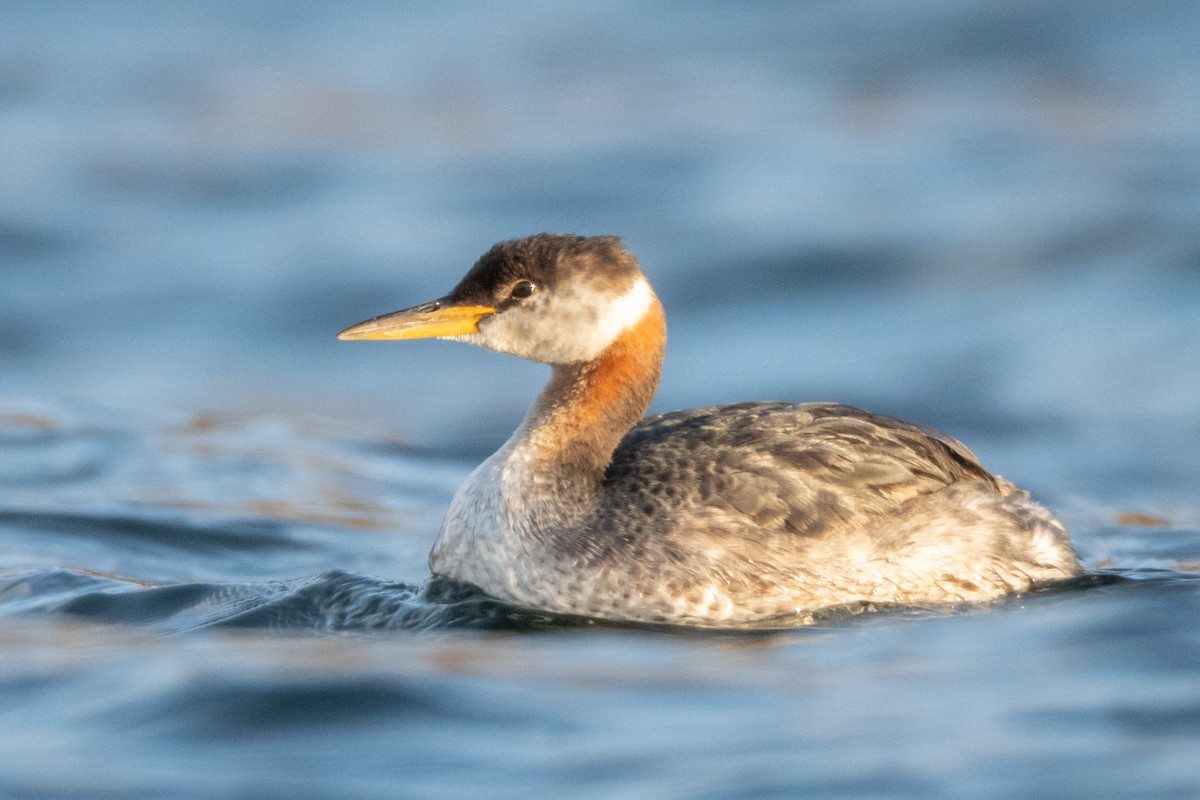 Red-necked Grebe - ML274982831