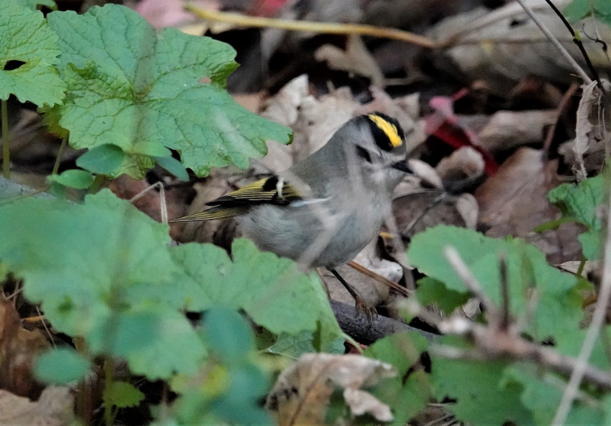 Golden-crowned Kinglet - Cynthia Ehlinger