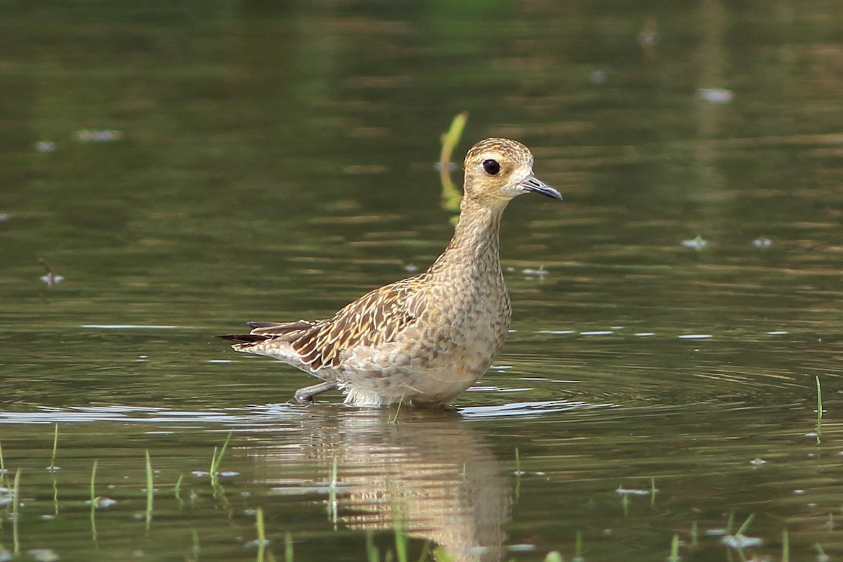 Chorlito Dorado Siberiano - ML274983841