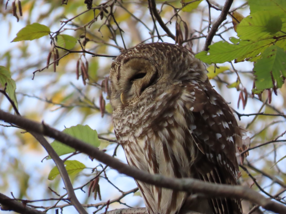 Barred Owl - Michel Bourassa (T-R)