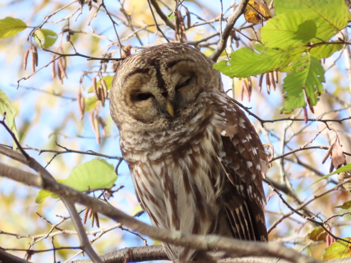 Barred Owl - ML274984251