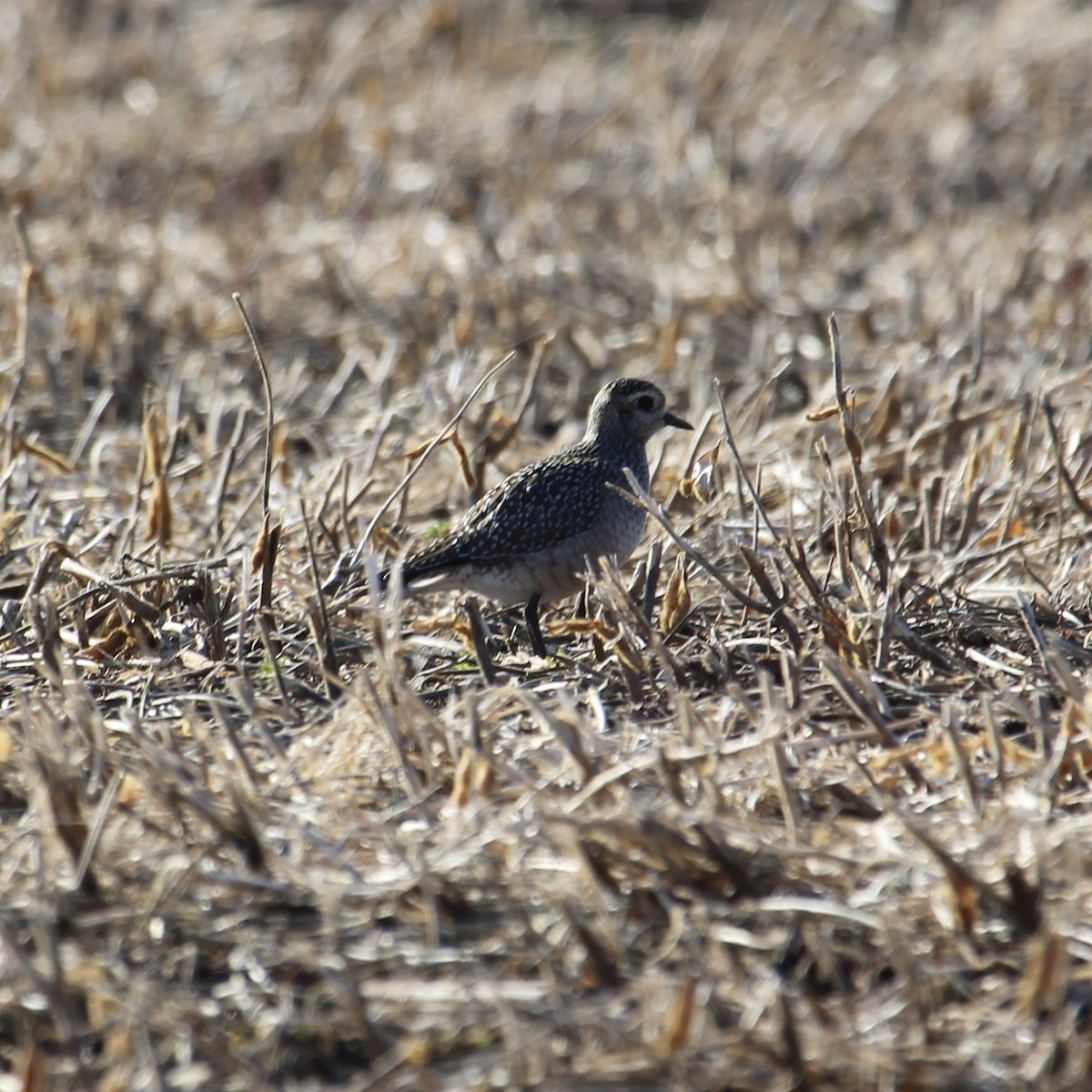 American Golden-Plover - ML274984271