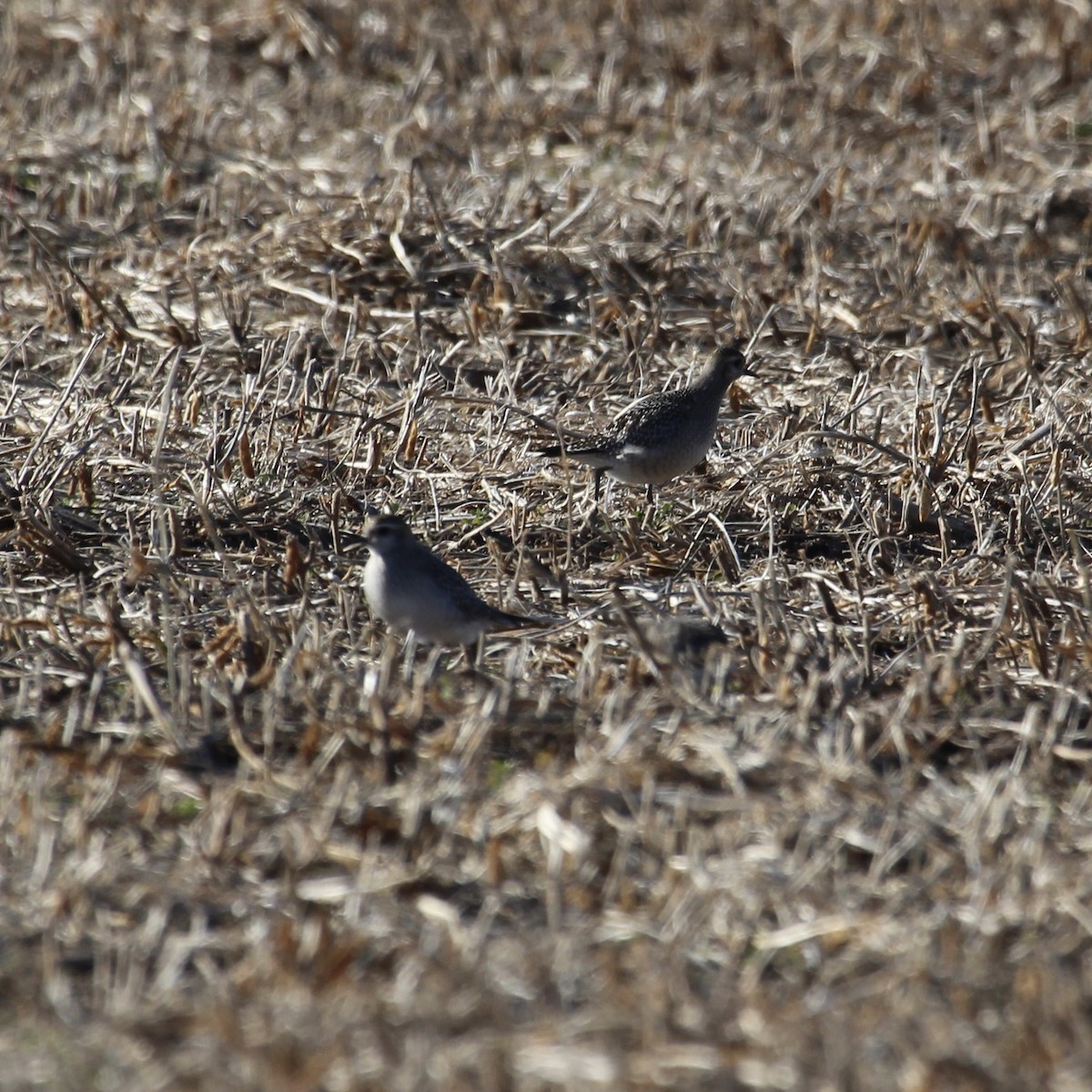 חופזי אמריקני - ML274984291