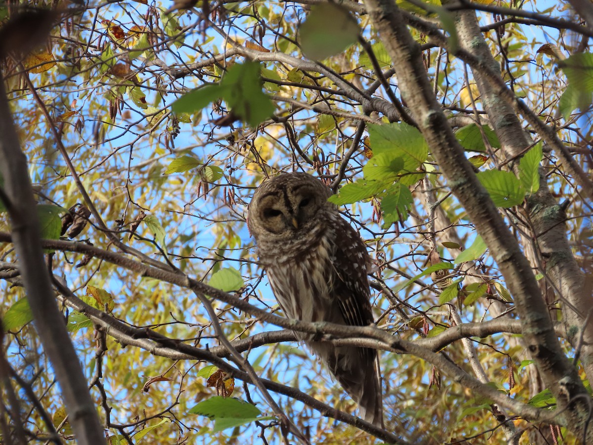 Barred Owl - Michel Bourassa (T-R)