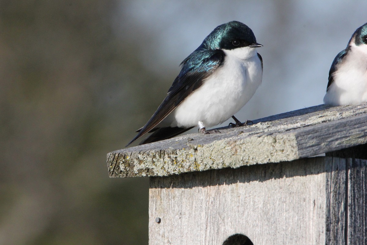 Tree Swallow - ML27498681