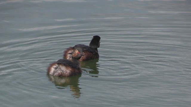 Eared Grebe - ML274986941