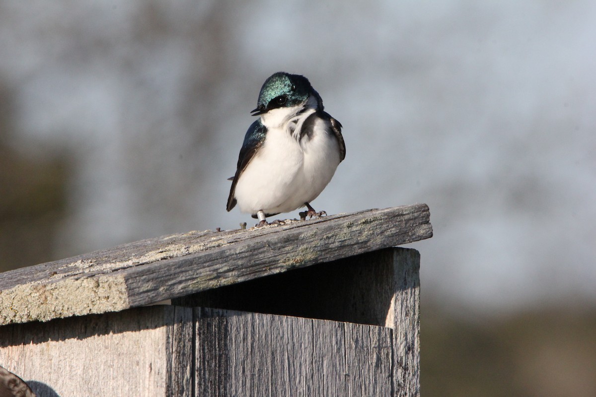 Tree Swallow - ML27498761