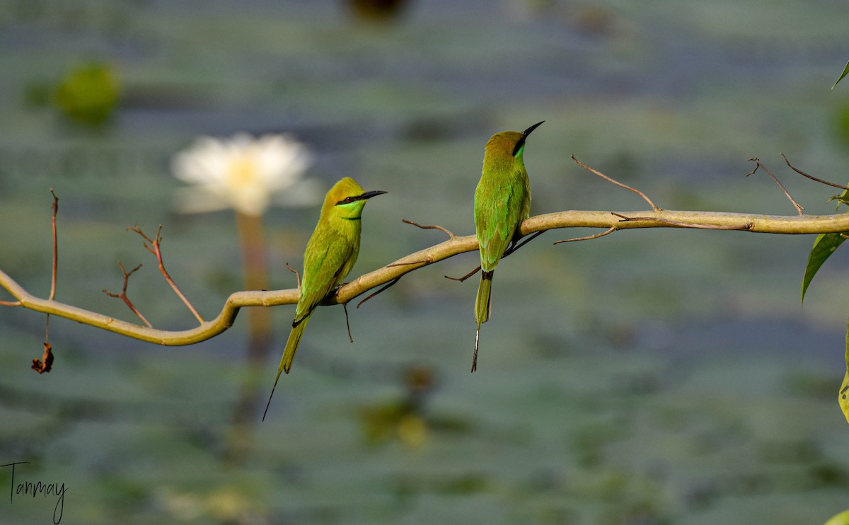 Asian Green Bee-eater - ML274987831