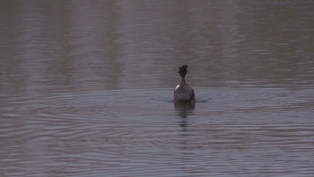 Eared Grebe - ML274988141