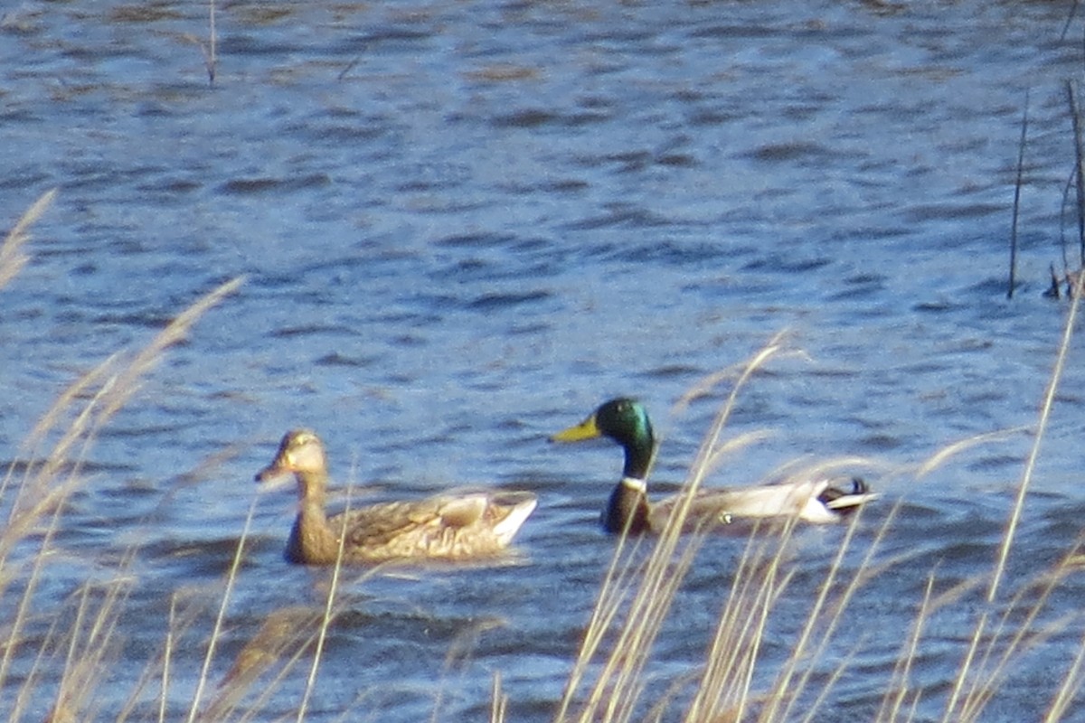 Mallard - Ergün Cengiz