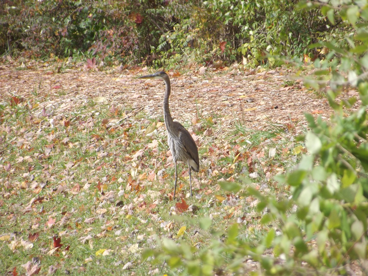 Great Blue Heron (Great Blue) - ML274988201