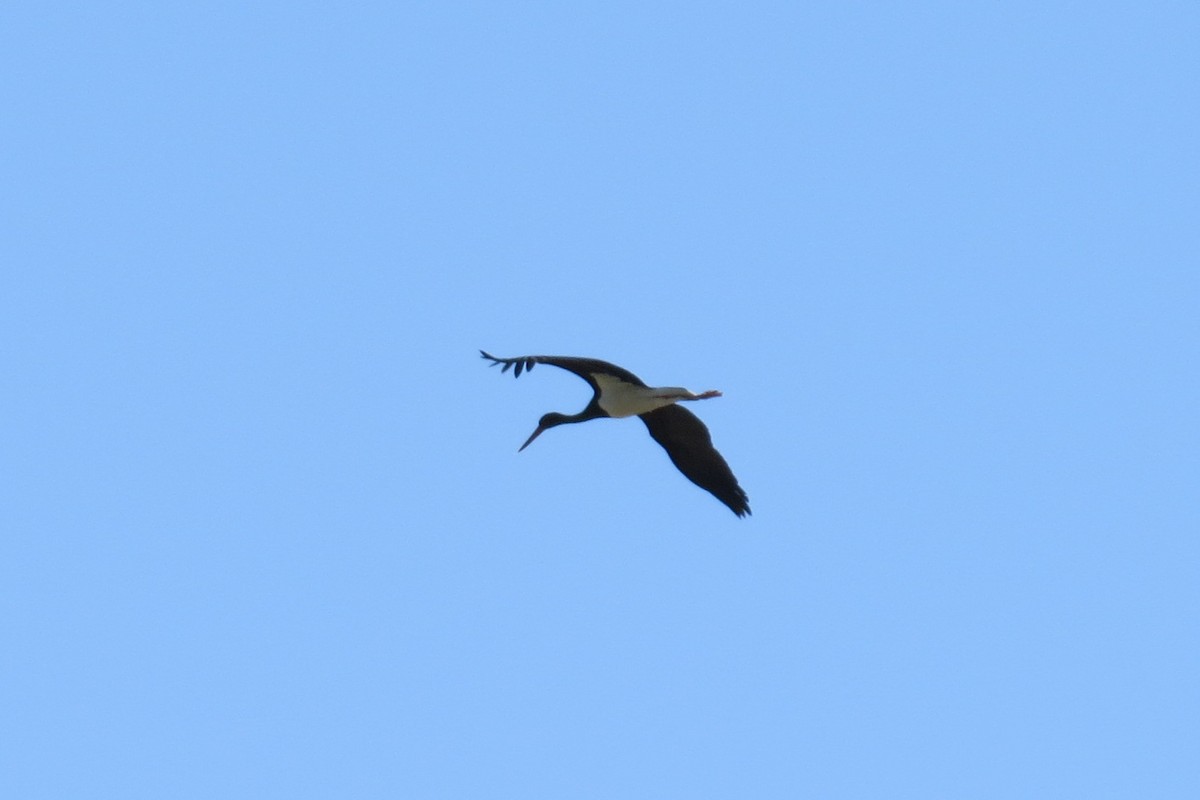 Black Stork - ML274988281