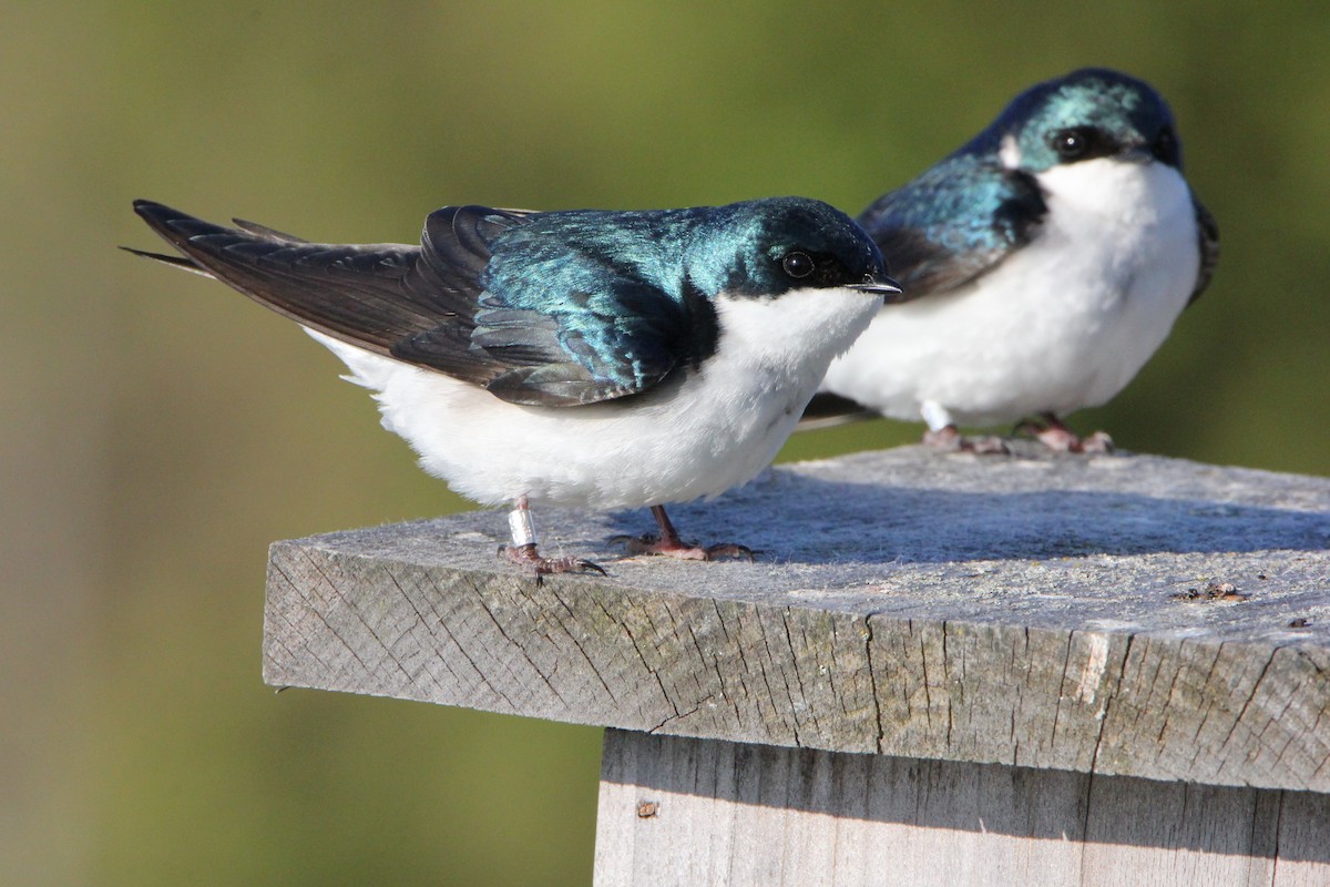 Tree Swallow - ML27498891