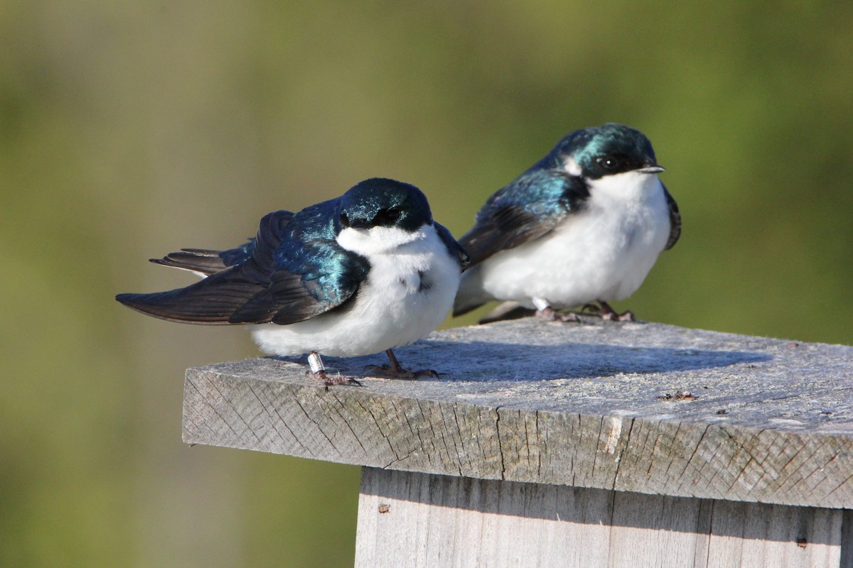 Tree Swallow - ML27498911