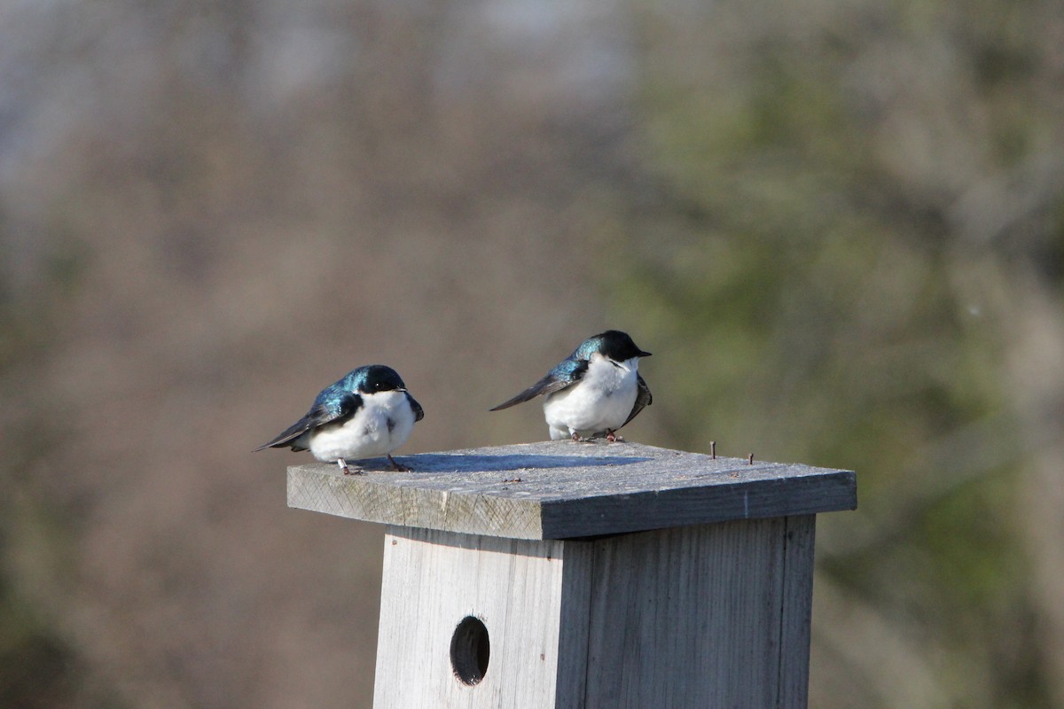 Tree Swallow - ML27498971