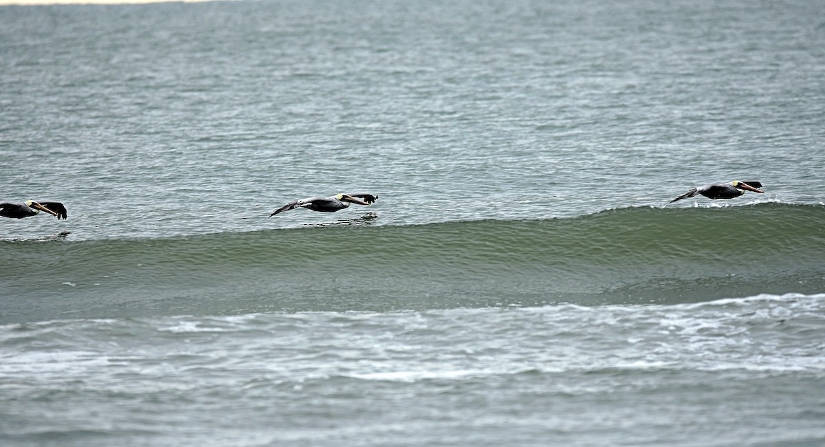 Brown Pelican - ML274990511