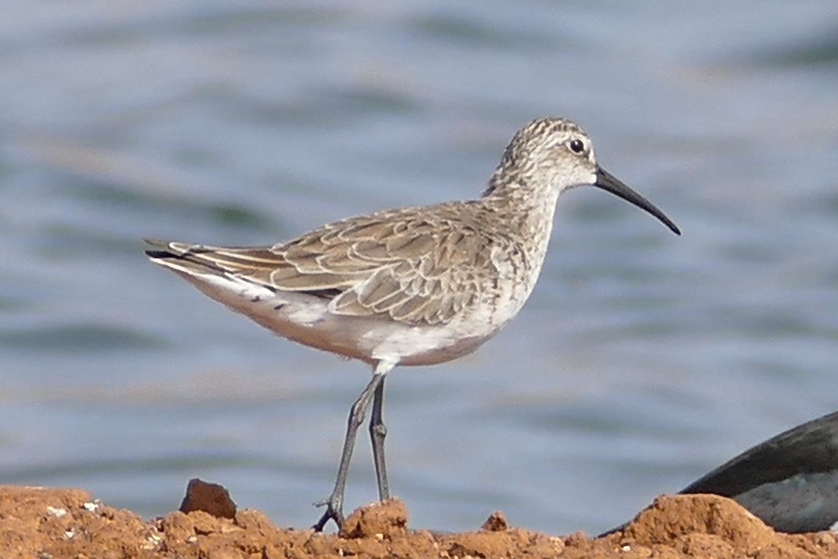 Curlew Sandpiper - ML27499241