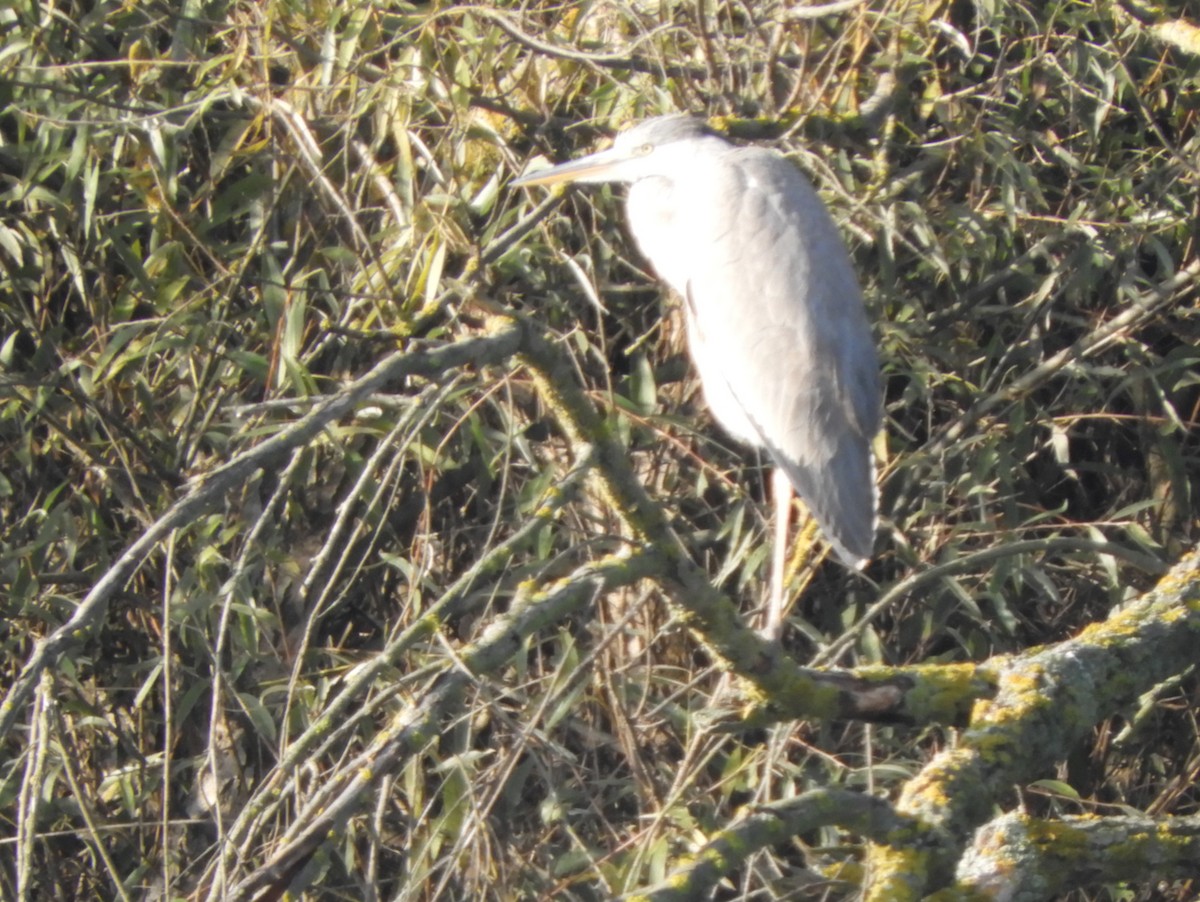 Gray Heron - ML274992551