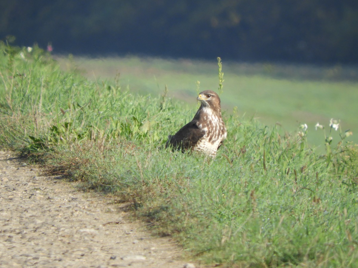 Common Buzzard - Miroslav Mareš