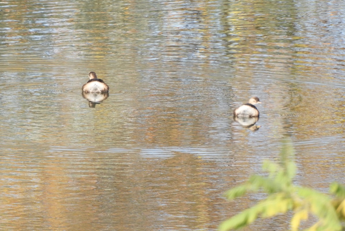 Little Grebe - ML274992671