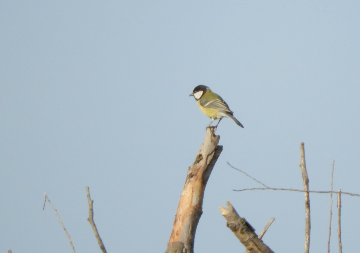 Great Tit - ML274992741