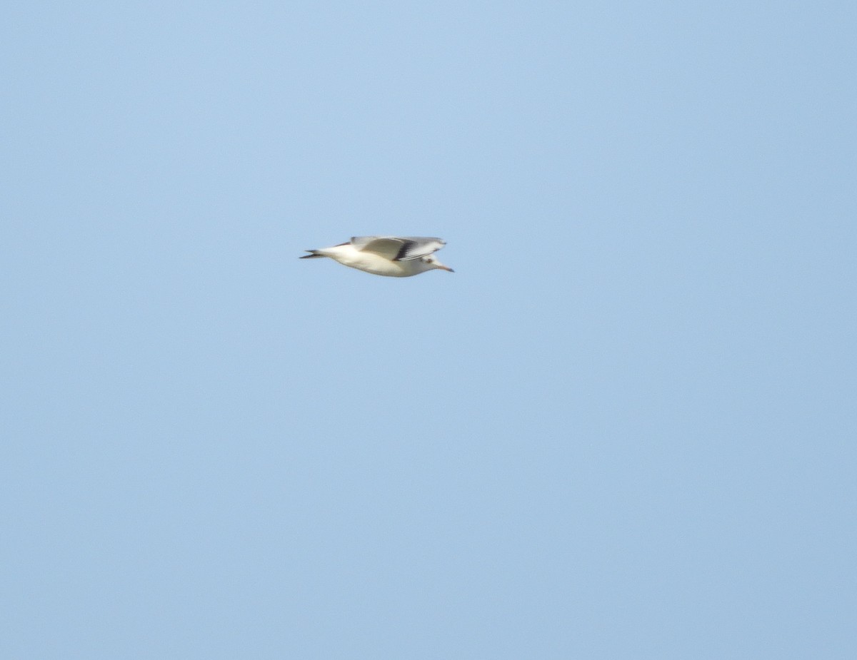 Black-headed Gull - ML274992861