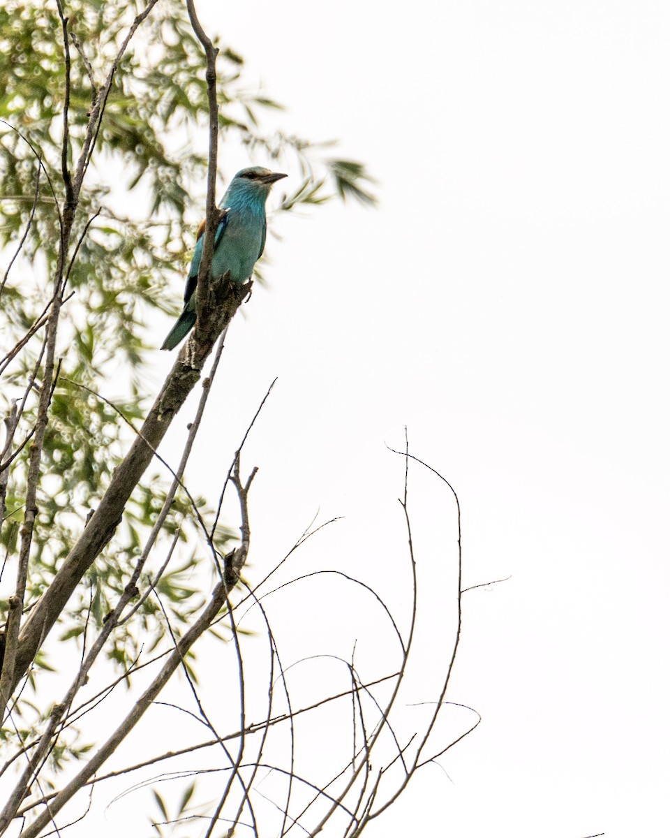 European Roller - ML274993171