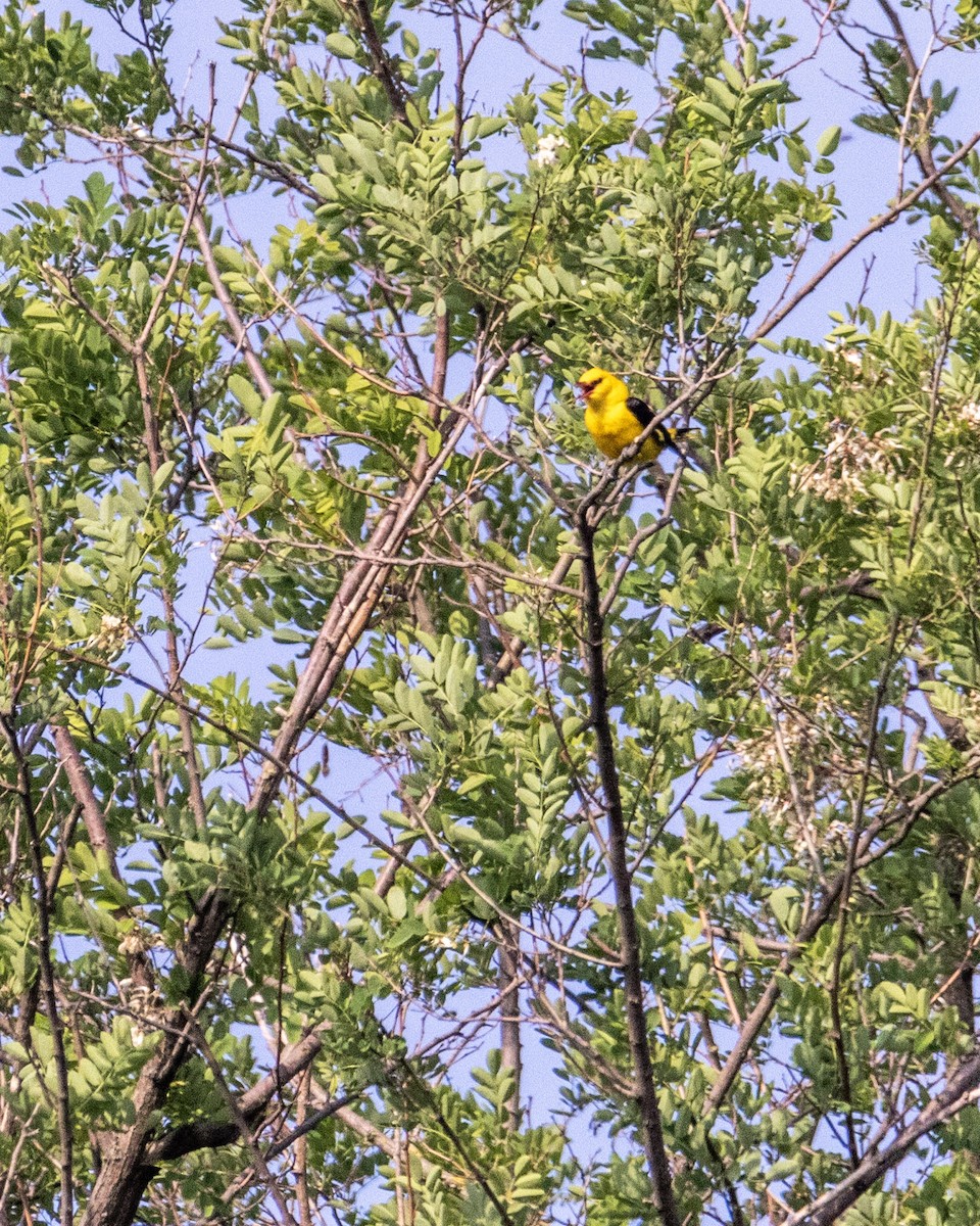 Eurasian Golden Oriole - ML274993221