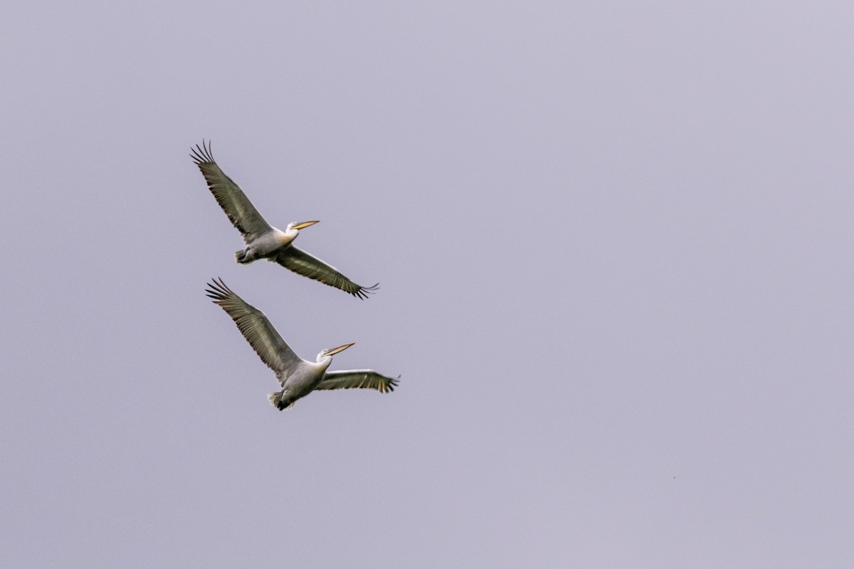 Dalmatian Pelican - ML274993311