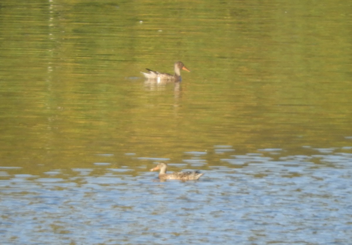 Northern Shoveler - ML274993551