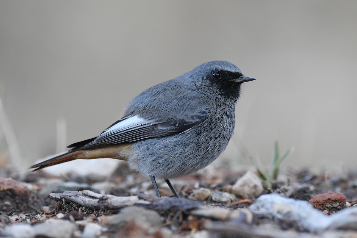 Black Redstart - ML274993741