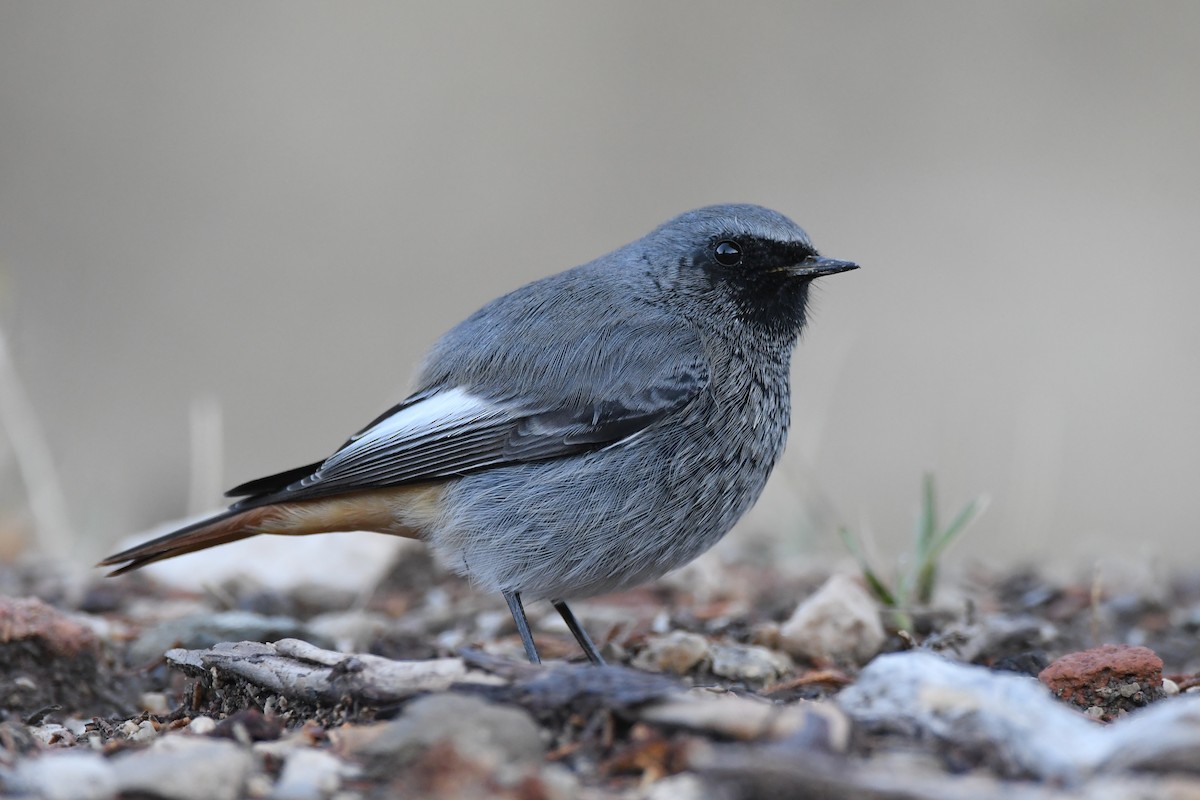 Black Redstart - Santiago Caballero Carrera