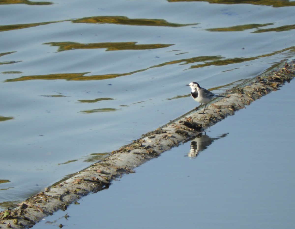 White Wagtail - ML274993941