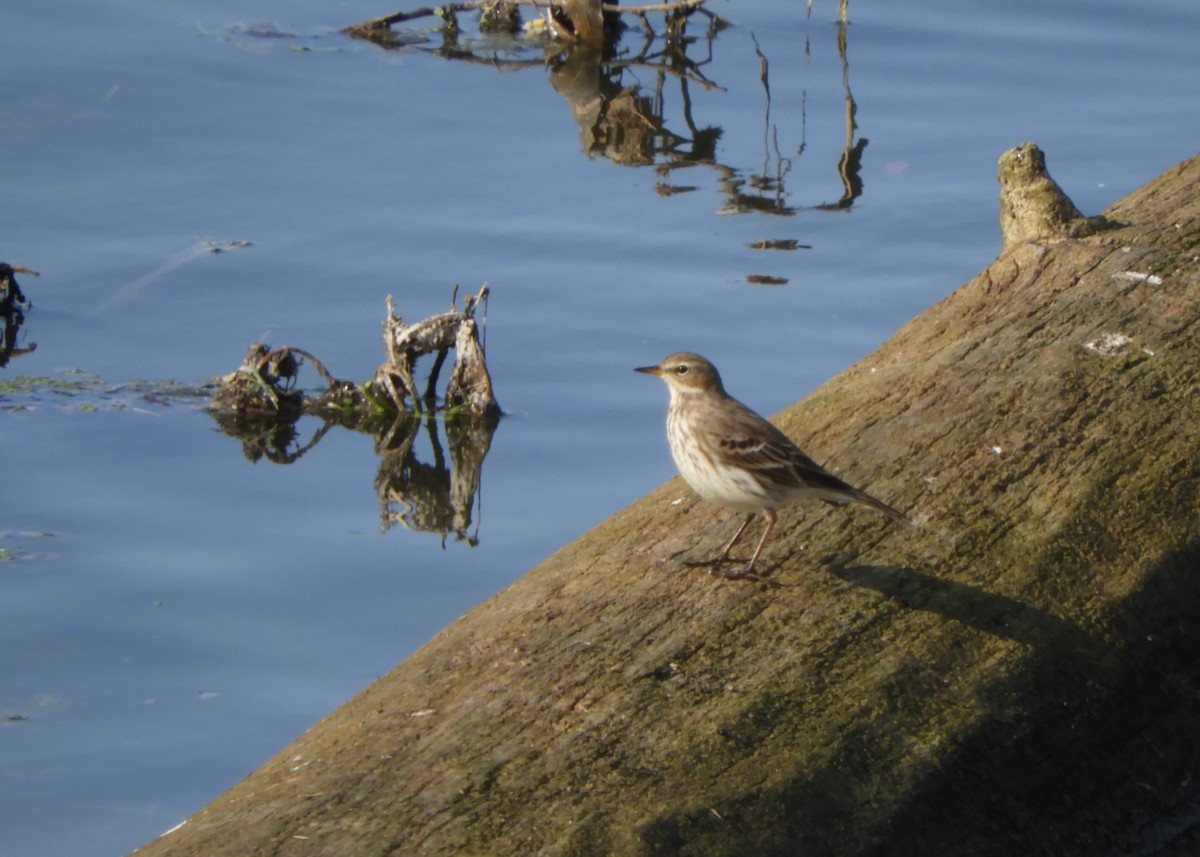 Water Pipit - ML274994111