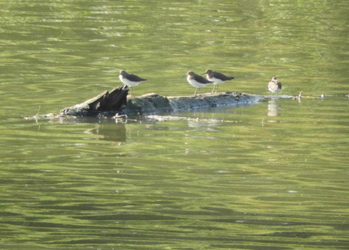 Green Sandpiper - ML274994241