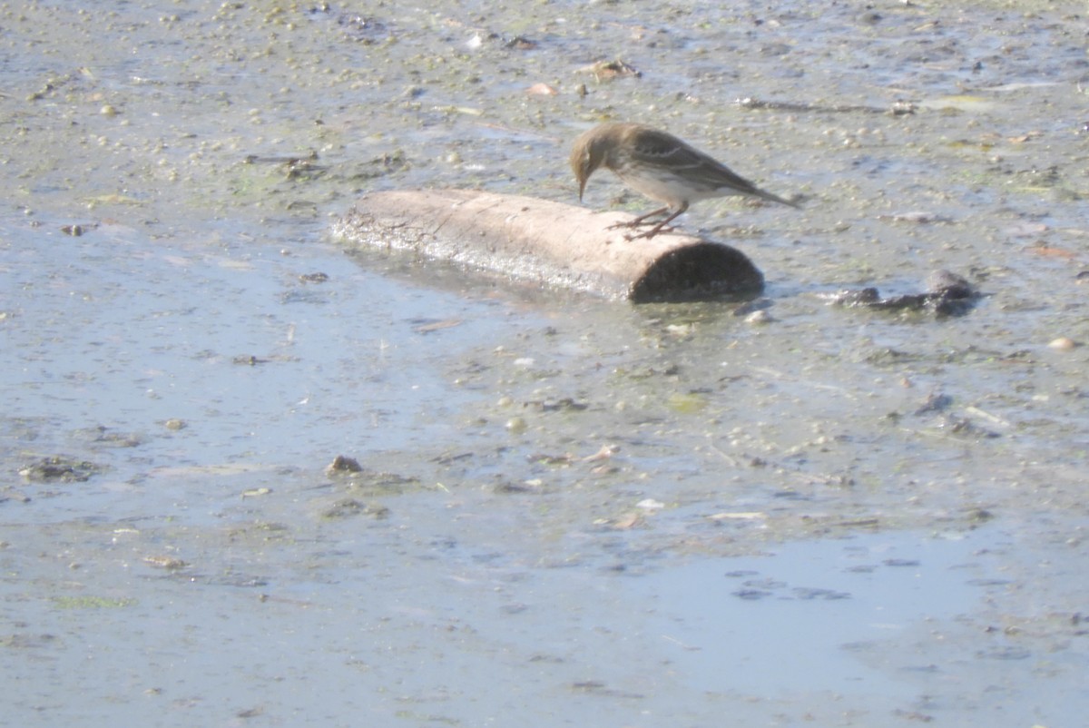 Water Pipit - ML274994481