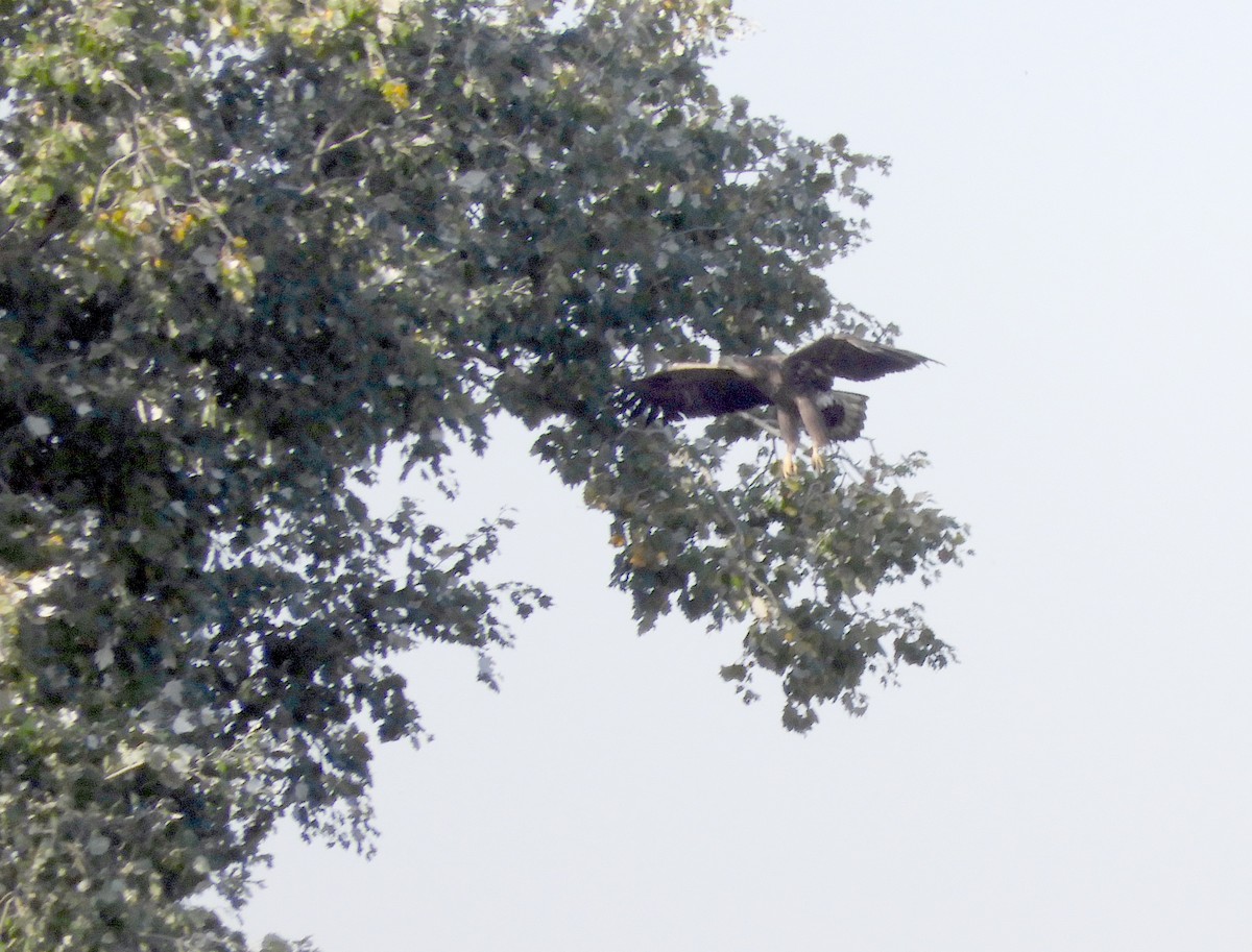 White-tailed Eagle - ML274994701