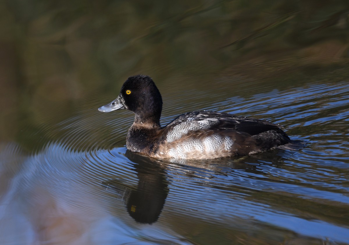 Lesser Scaup - Neal Doan