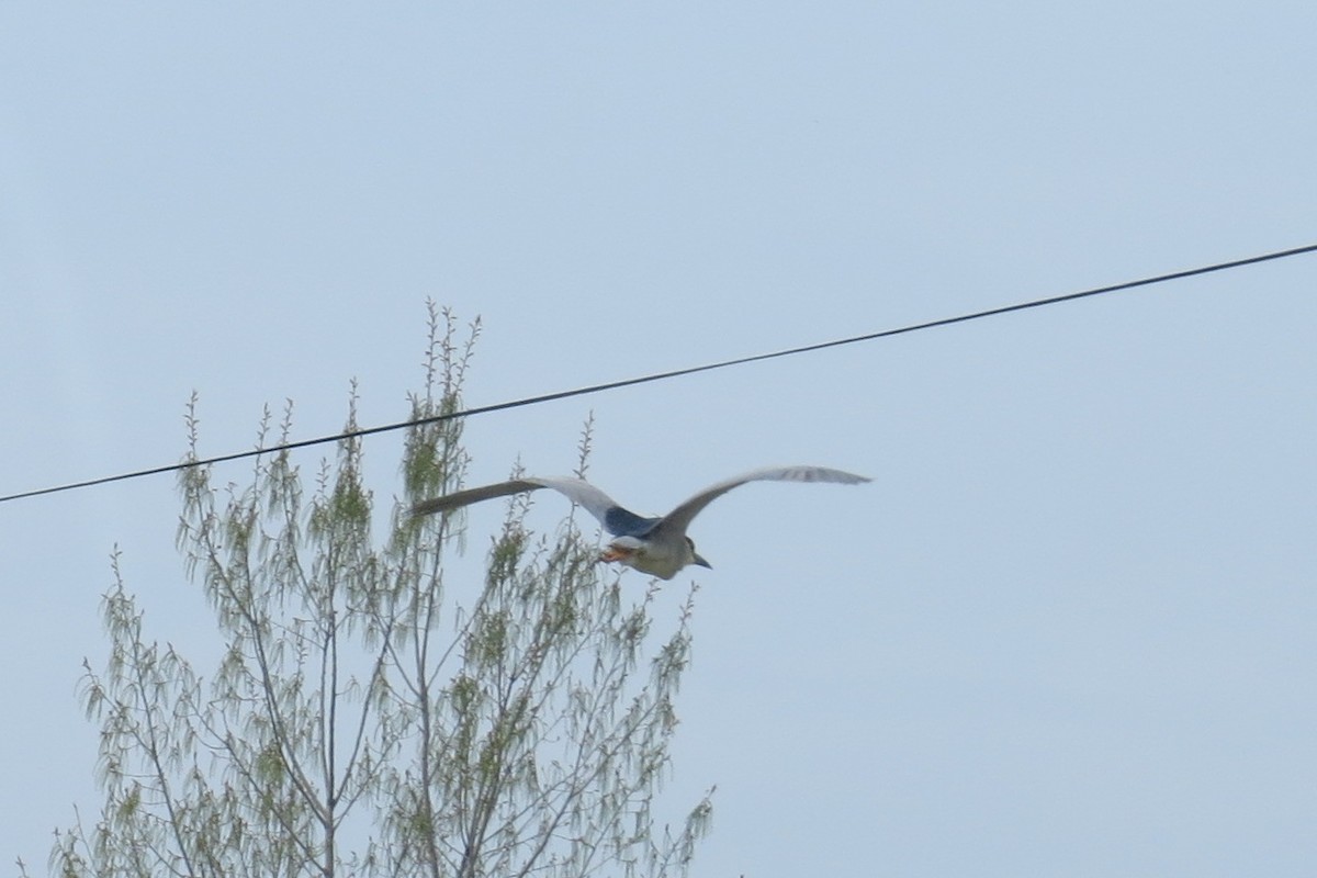 Black-crowned Night Heron - ML274996581