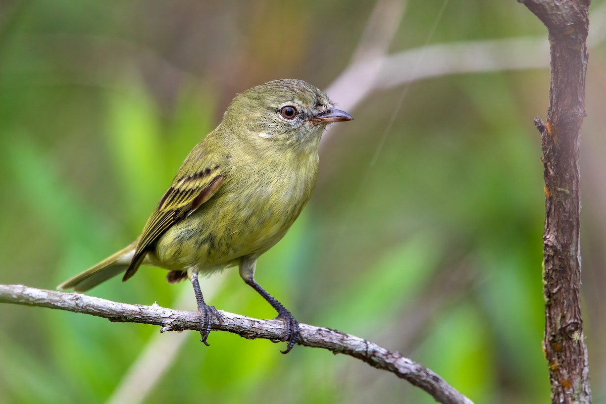 Rough-legged Tyrannulet - Fernando Farias