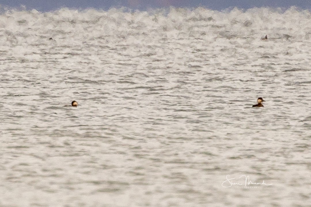 Black Scoter - ML274997651