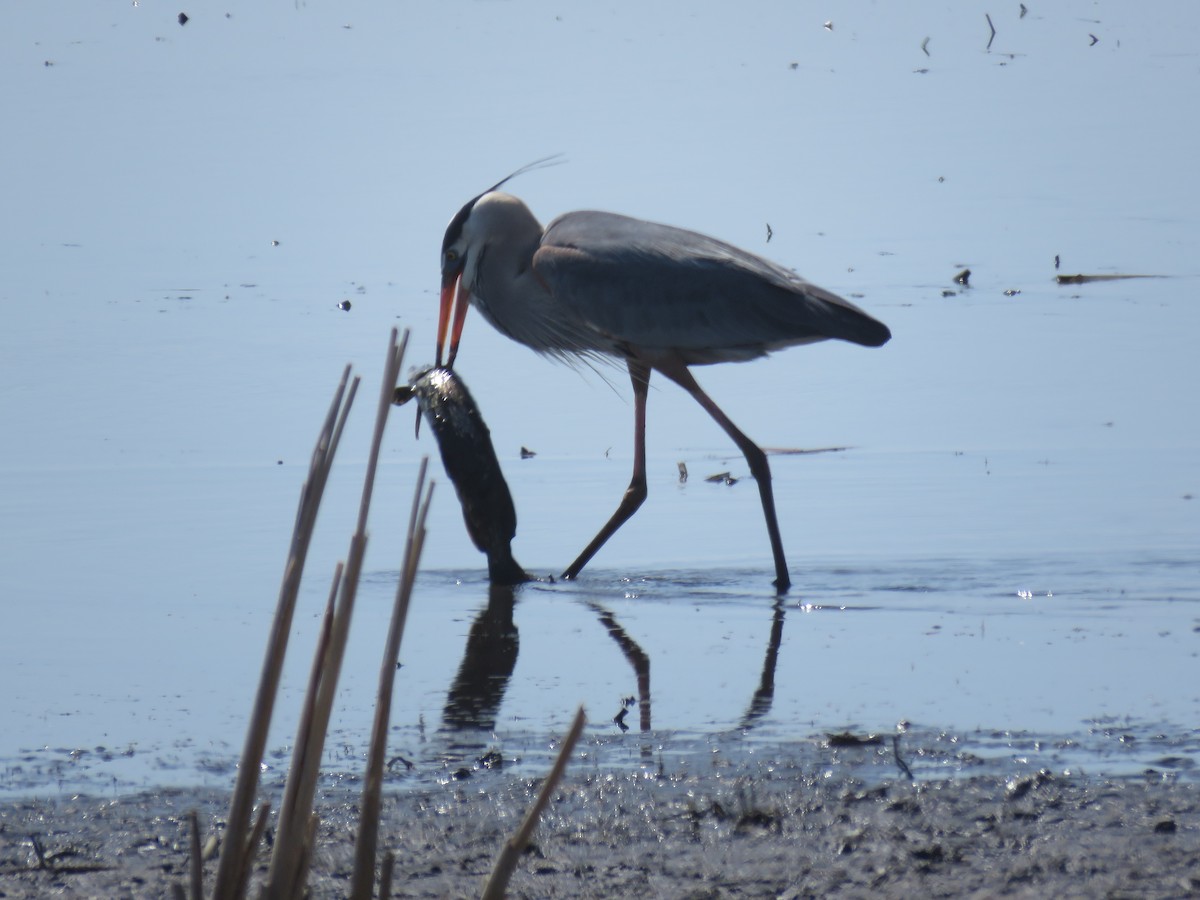 Great Blue Heron - Rick Anderson