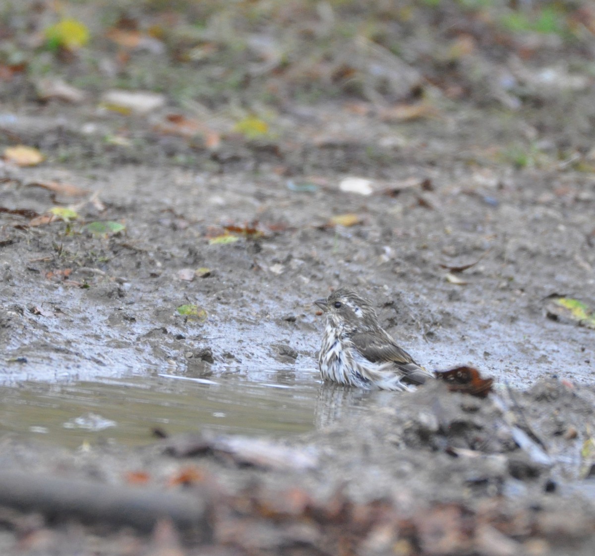 Purple Finch - ML275000221