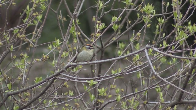 Common Firecrest - ML275000601