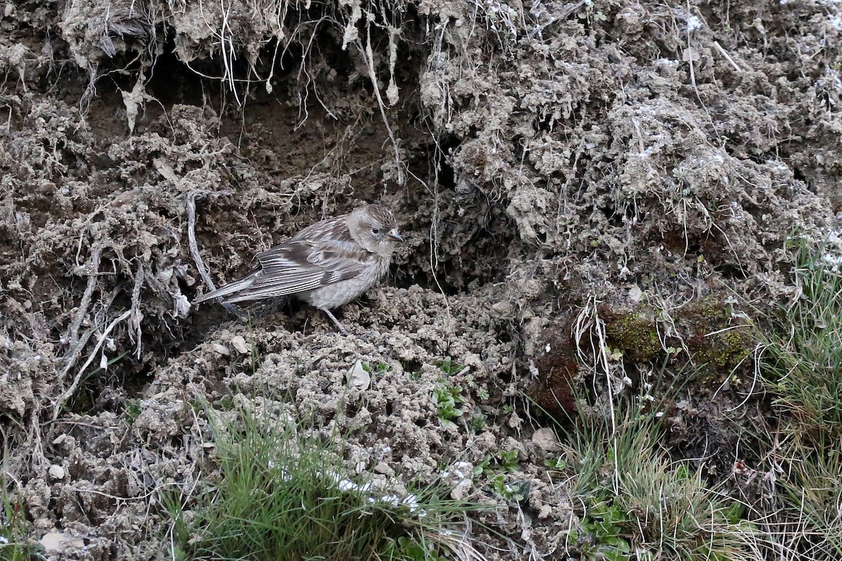 Black-headed Mountain Finch - ML275000861