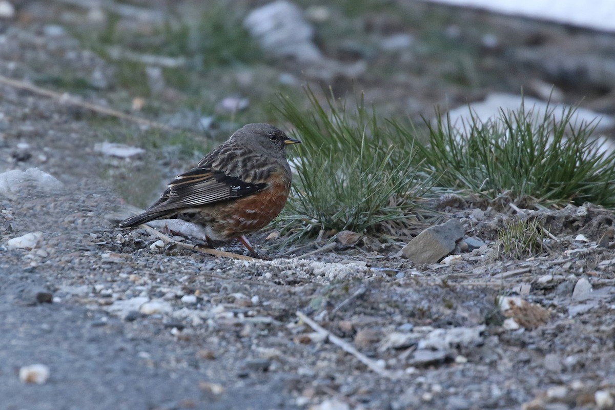 Alpine Accentor - ML275000981