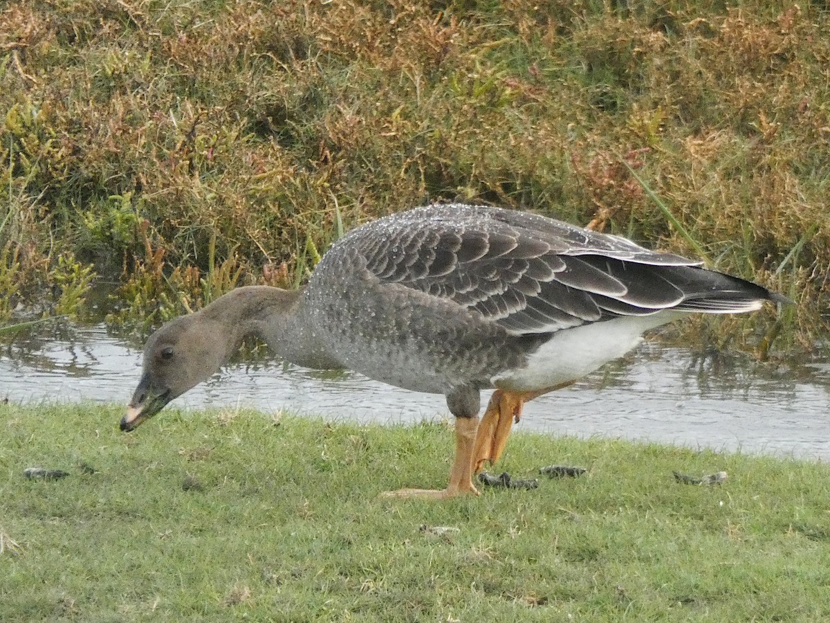 husa tundrová - ML275001911