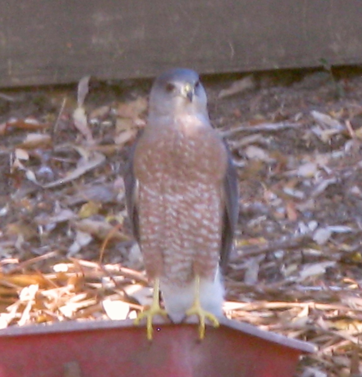 Cooper's Hawk - ML275003641