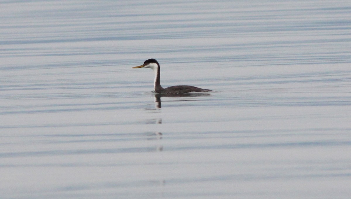 Western Grebe - ML275005361