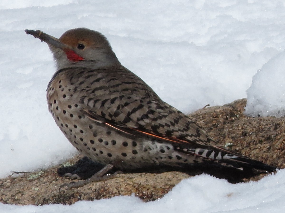 Northern Flicker (Red-shafted) - ML275005451